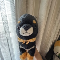 豆シバの画像
