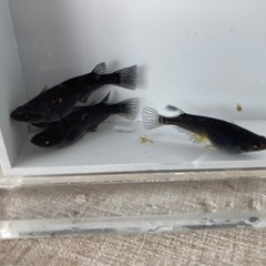　黒天幻龍の画像