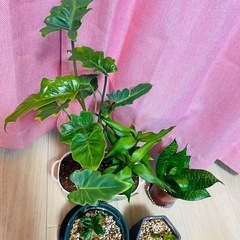 観葉植物　サンスベリア　クッカバラ　バンブー　コーヒーの木