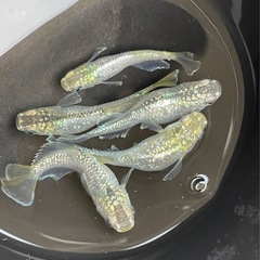 メダカ　オパール　オリジナル血統　卵　10個+α 予約可能の画像