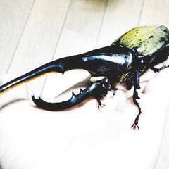 いちご狩りと楽しめる　クワガタ、カブトふれあい展示即売会のお知らせ - 鳥取市