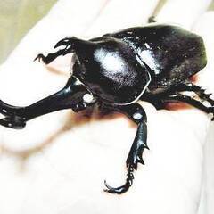 いちご狩りと楽しめる　クワガタ、カブトふれあい展示即売会のお知らせ − 鳥取県