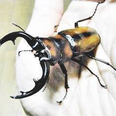 いちご狩りと楽しめる　クワガタ、カブトふれあい展示即売会のお知らせ - イベント