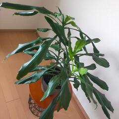 幸福の木のドラセナジェレ7号の画像
