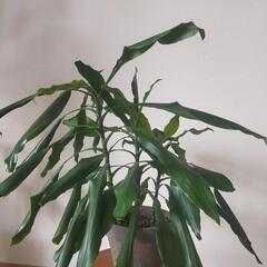 幸福の木のドラセナジェレ7号