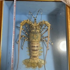 伊勢海老 標本