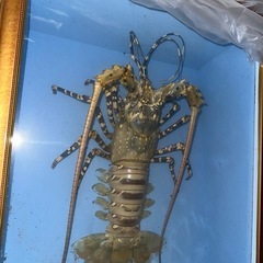 伊勢海老 標本の画像