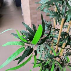 イケア人工観葉植物　竹　フェイクグリーンの画像