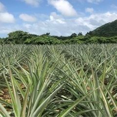 石垣島　パイナップル発送作業の画像