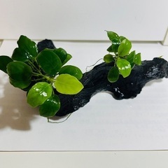 アヌビアスナナ付き流木の画像