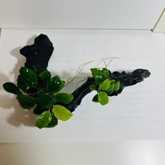 アヌビアスナナ付き流木の画像