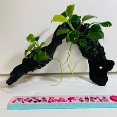 アヌビアスナナ付き流木の画像