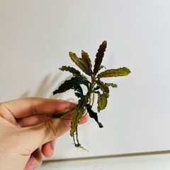 ブセファランドラまとめ売り(3種)の画像