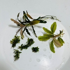 ブセファランドラまとめ売り(3種)