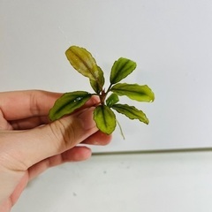 ブセファランドラまとめ売り(3種)の画像