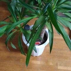 ユッカ（青年の木）新芽が４つくらいでてきました大きくなると他の葉...
