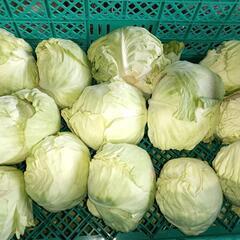 限定10セット✨️キャベツ🥬（20ｋｇ）お買い得品