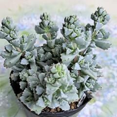 琴爪菊 | RuPo 多肉植物専門店