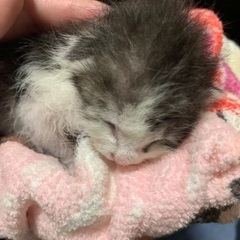 生後1週間の保護猫の赤ちゃんです
