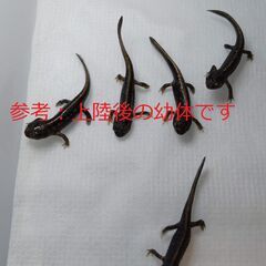 値下げ：オキナワシリケンイモリ 「卵」送料込み #2024-15