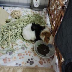 家族にしてあげて下さい(泣)