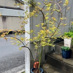 モッコウバラ　白色八重