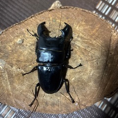 スマトラオオヒラタの画像