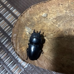 スマトラオオヒラタの画像