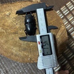 スマトラオオヒラタの画像