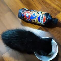 【生涯大切にしてくださる里親さんと家族になることが決定しました】...