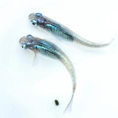 【改良メダカ】しずく　1ペア