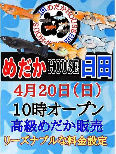 クリスマスツリー特価！ 4/20 ◇10時オープン♢高級めだか販売※めだかHOUSE日田 (めだか その他