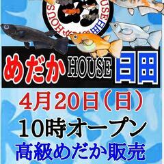 本日◆10時オープン♦高級めだか販売※めだかHOUSE日田
