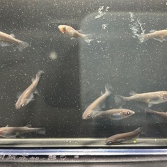 黑天幻龍(黒天幻龍)メダカ　めだか　１ペア　５００円