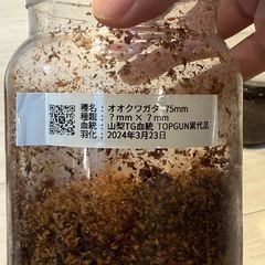 ✨こどもの日✨ 【成虫】 オオクワガタ オス75mmの画像
