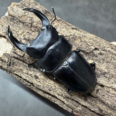 ✨こどもの日✨ 【成虫】 オオクワガタ オス75mmの画像