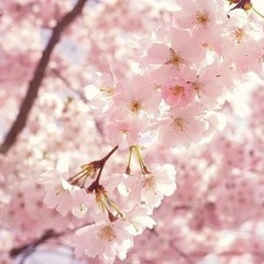 無料ヒーリングを受けてみたい方、募集🌟