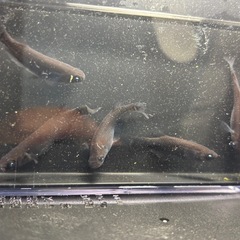 黑天幻龍(黒天幻龍)メダカ　めだか　若魚　雄雌５匹　産卵中