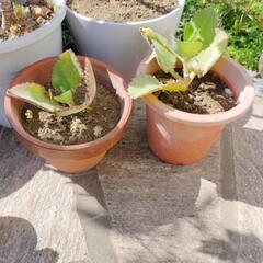 子宝草　観葉に　多肉植物
