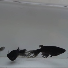 【お話中】黒鳳蝶ブルーアイ　画像全て の画像