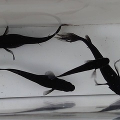 【お話中】黒鳳蝶ブルーアイ　画像全て の画像