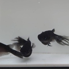 【お話中】黒鳳蝶ブルーアイ　画像全て の画像