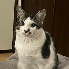去勢済　8ヶ月の男の子　超絶甘えん坊