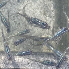 ②ラメメダカ（サファイア）成魚5匹の画像