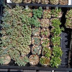 多肉植物【セダム】