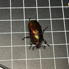 【成虫ペア】パプアキンイロクワガタ　パプキンの画像