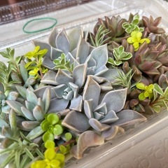 多肉植物いろいろカット苗の寄せ植えセットです。 