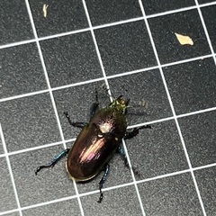 【成虫ペア】パプアキンイロクワガタ　パプキン　③の画像
