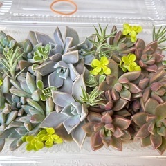 多肉植物　寄せ植えセット