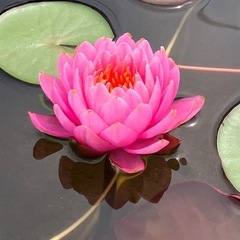 睡蓮サイアムニンフ